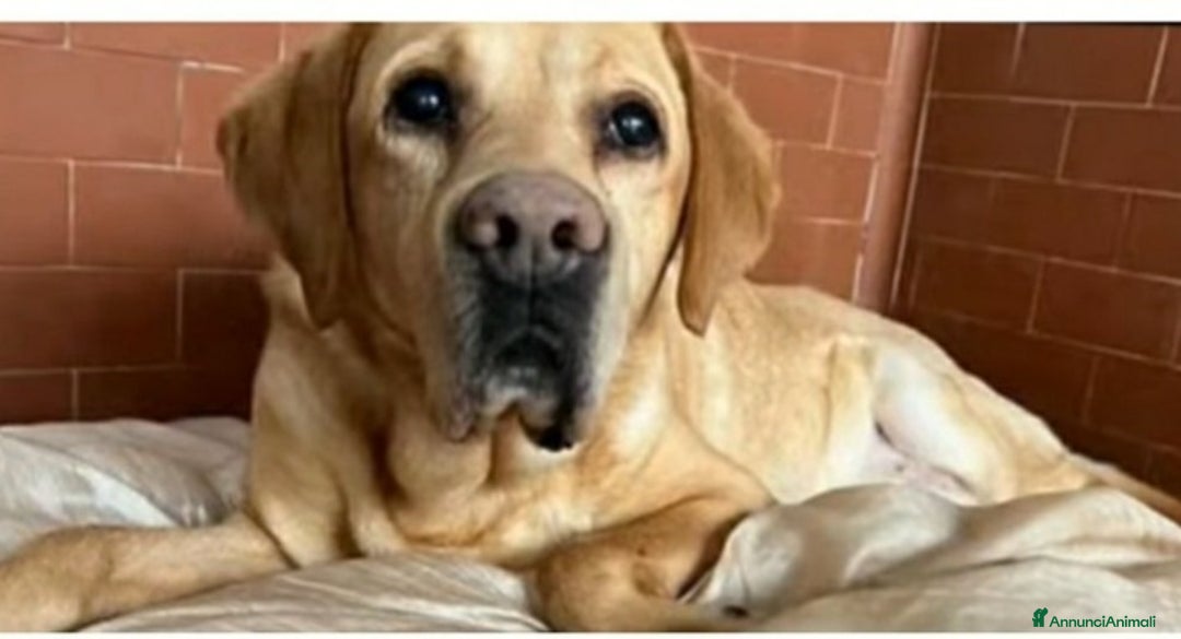 Labrador cani in regalo: Labrador 12anni SCARICATO IN CANILE!! MILANO SOS a Città metropolitana di Milano - Immagine 2
