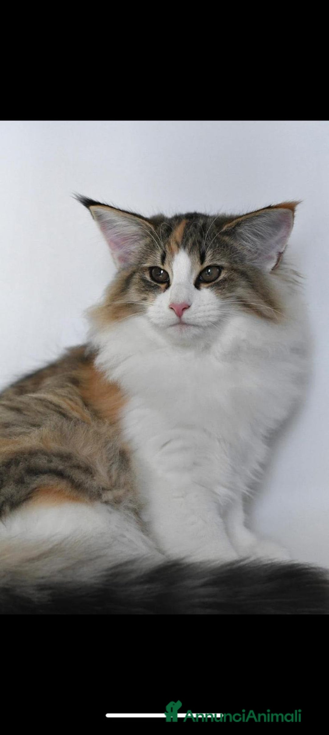 Norvegese gatti in vendita: CUCCIOLI GATTO NORVEGESE DELLE FORESTE - Annuncio 2