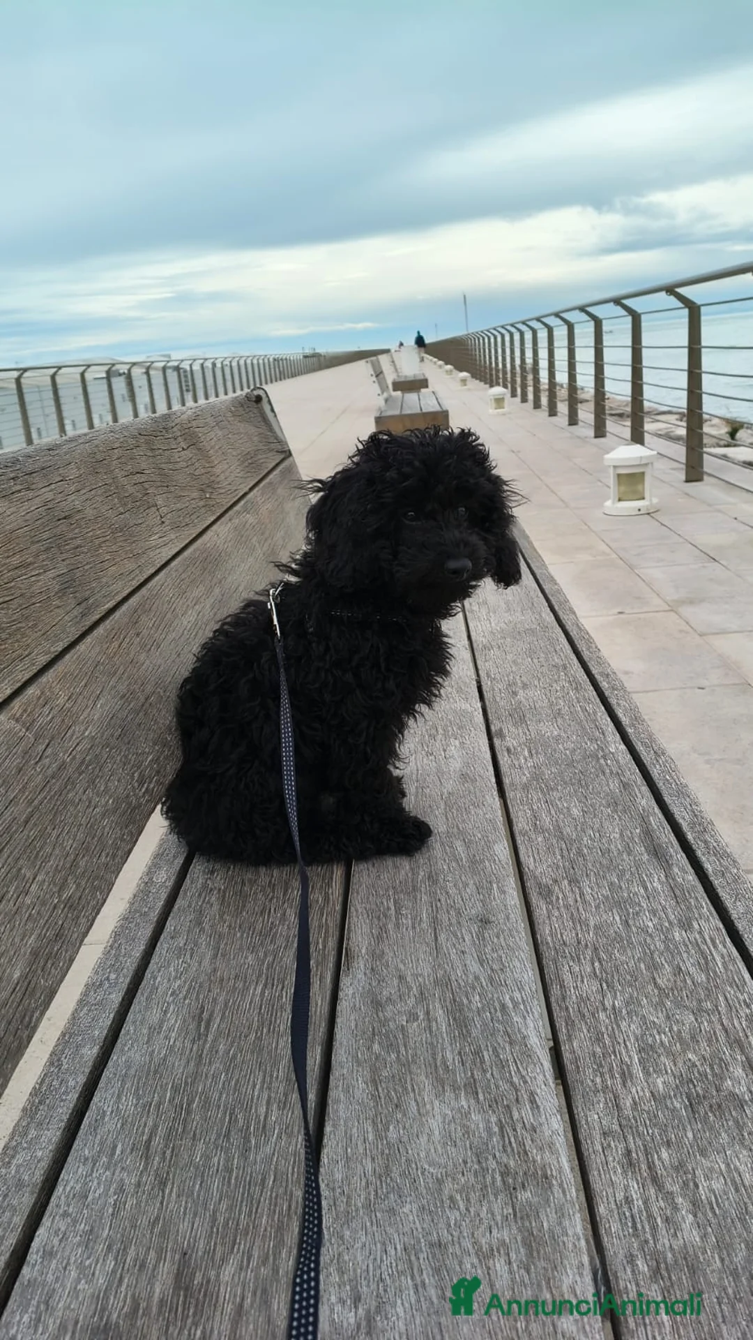 Barboncino Toy cani in vendita: Vendita barboncino  - Annuncio 2