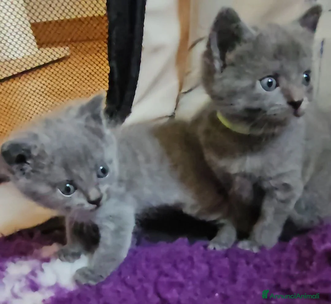 Certosino gatti in vendita: cuccioli di razza certosino da allevamento  - Annuncio 4
