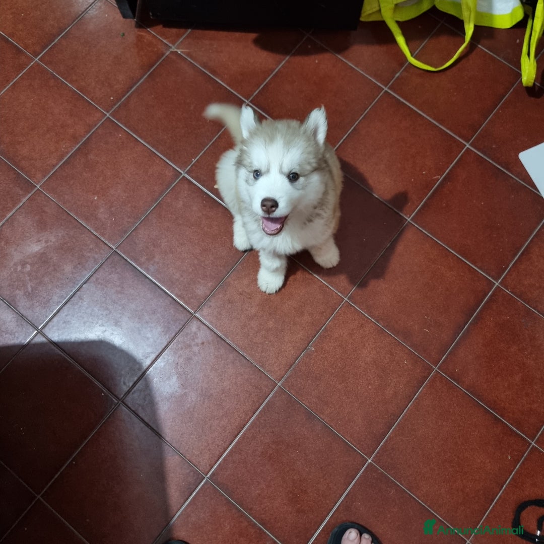 Husky cani in vendita: Cucciola e cucciolona siberian husky  a Città Metropolitana di Napoli - Immagine 1