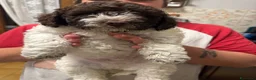 Lagotto cani in vendita: Cuccioli di Lagotto romagnolo a Provincia di Piacenza - Annuncio 3