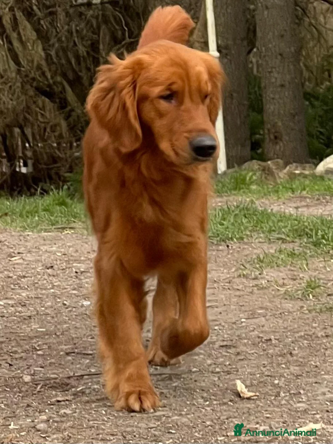 Golden Retriever cani in vendita: PICCOLI GOLDEN AMERICANI NATI IL 04/01/2026 a Città Metropolitana di Bologna - Annuncio 2