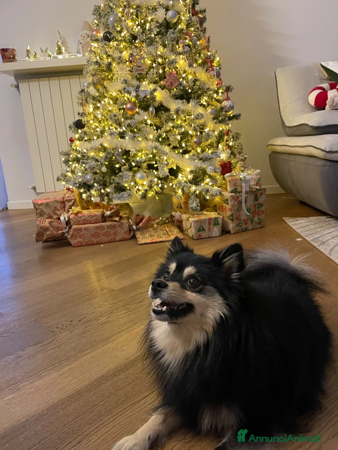 Spitz cani per accoppiamento: Spitz Tedesco Pedigree ENCI disponibile per monta  - Annuncio 2