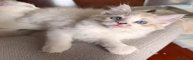 Ragdoll 4