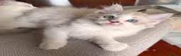 Ragdoll gatti in vendita: Cuccioli Ragdoll Udine - Annuncio 4