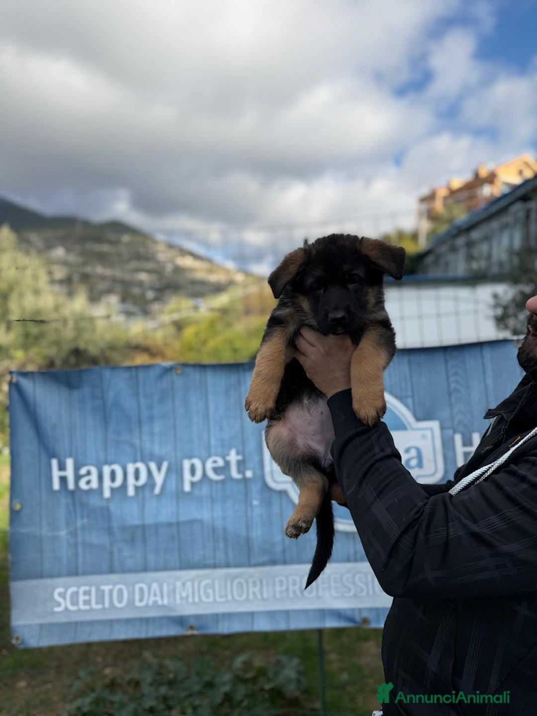 Pastore Tedesco cani in vendita: Cuccioli di pastore tedesco  - Annuncio 6