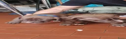 Pitbull cani in vendita: Pittbull UKC  a Provincia di Avellino - Annuncio 18