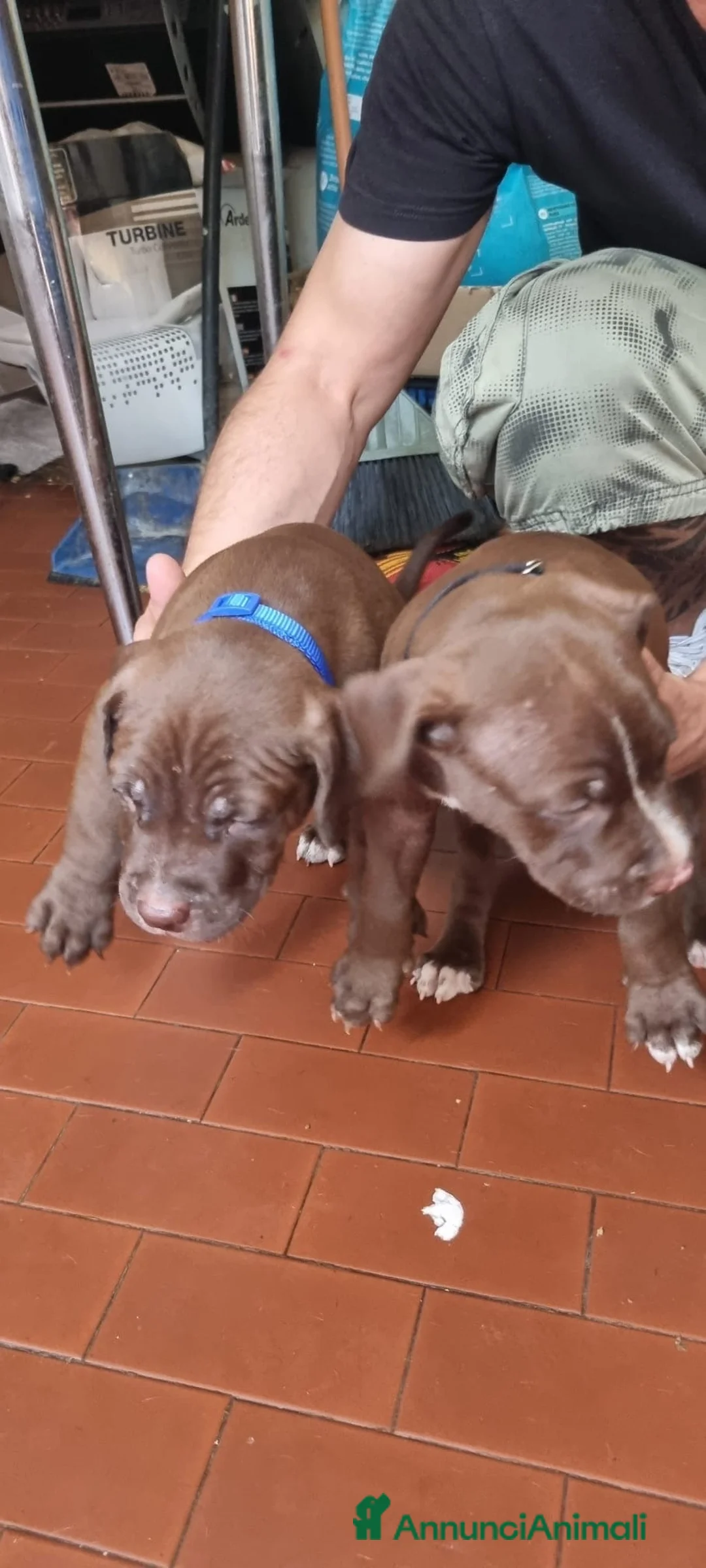 Pitbull cani in vendita: Pittbull UKC  a Provincia di Avellino - Annuncio 18