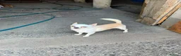 Chihuahua cani in vendita: Chihuahua  - Annuncio 2