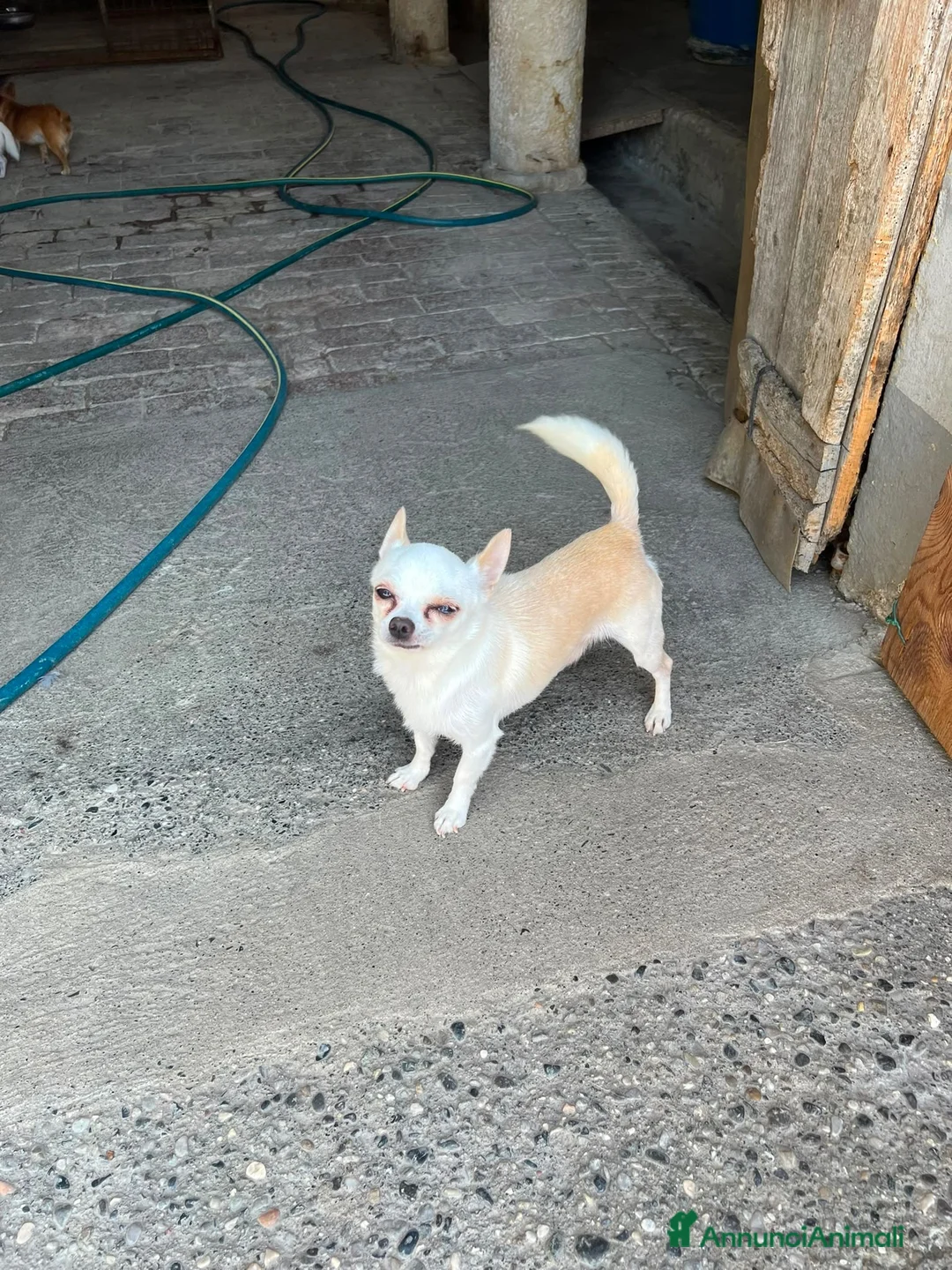 Chihuahua cani in vendita: Chihuahua  - Annuncio 2