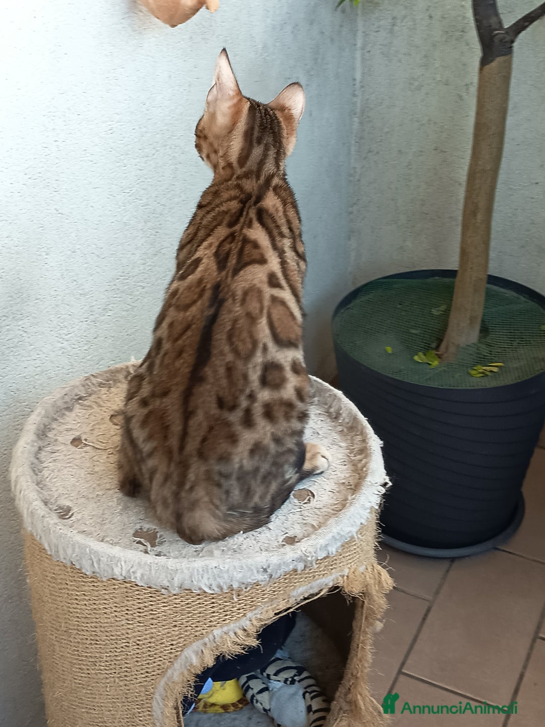 Bengala gatti in vendita: Dolcissimo maschietto di una stupenda colorazione  - Annuncio 8