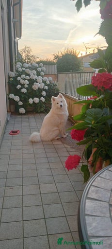 Immagine della galleria {{count}}