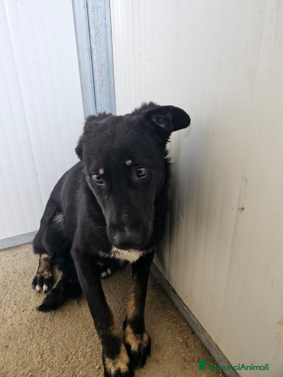 Meticcio cani in regalo: Carlo: 1 anno e mezzo, socievole, timido, dolce a Città Metropolitana di Genova - Immagine 21