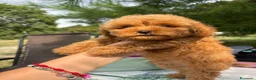 Barboncino Toy cani in vendita: Barboncino Toy con pedegree Enci  - Annuncio 3