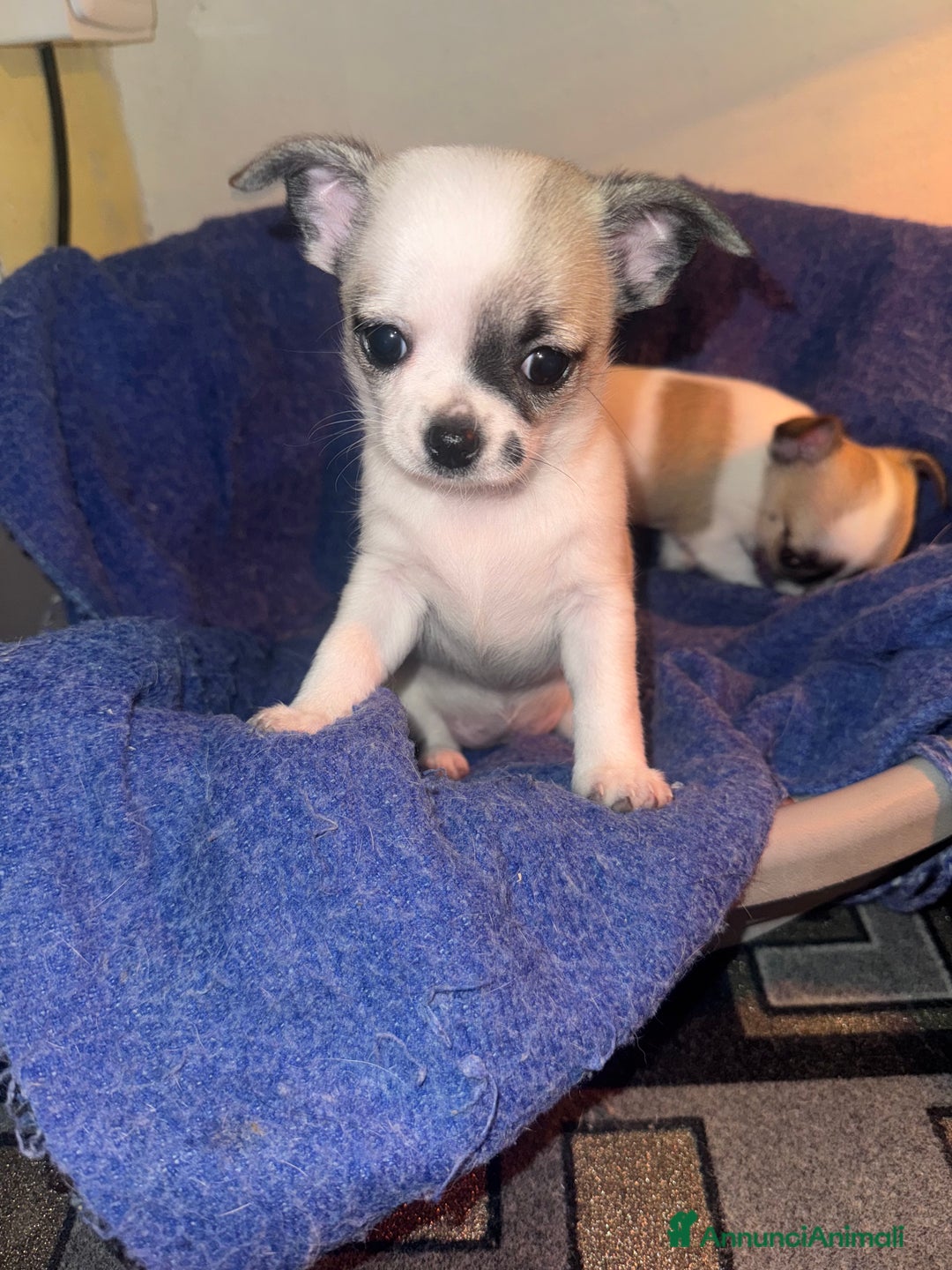 Chihuahua cani in vendita: Chihuahua - Annuncio 6