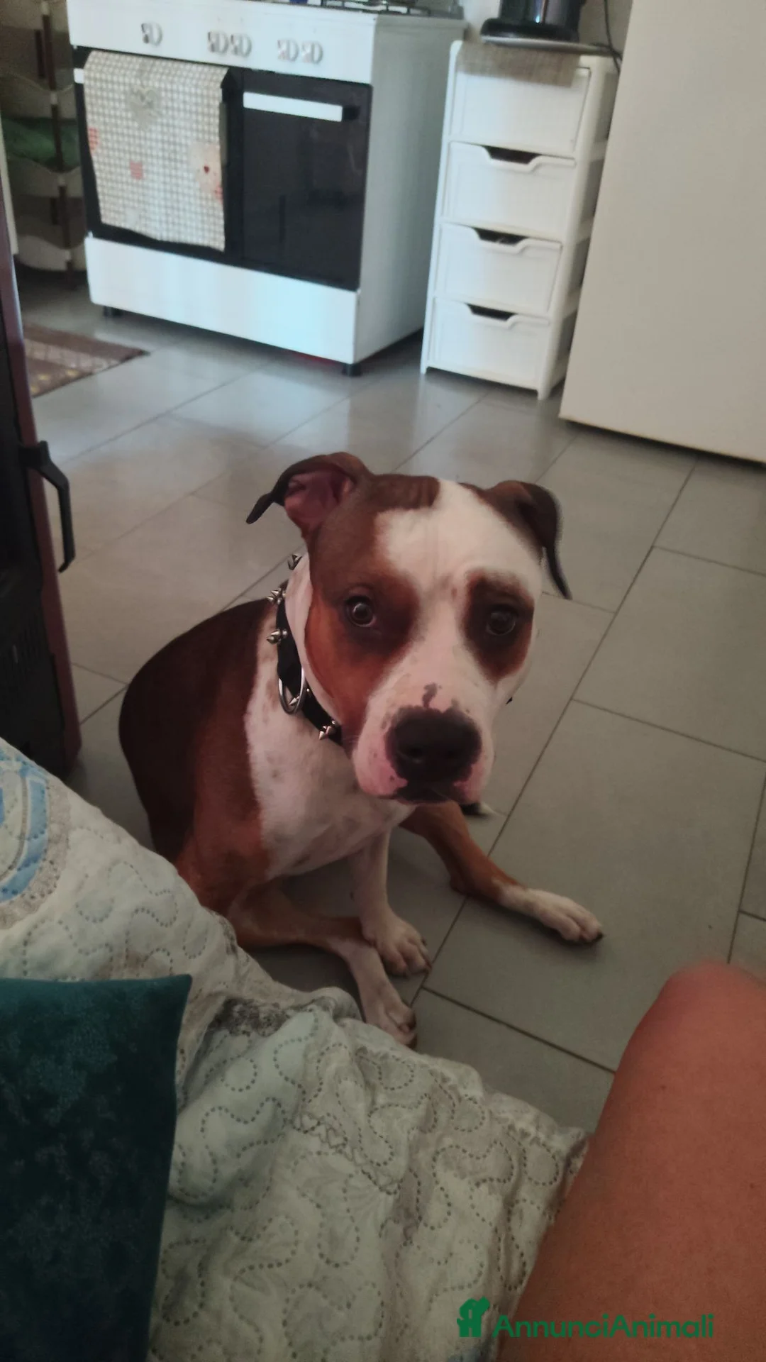 American Hairless Terrier cani in regalo: Amstaff  regalo  - Annuncio 5