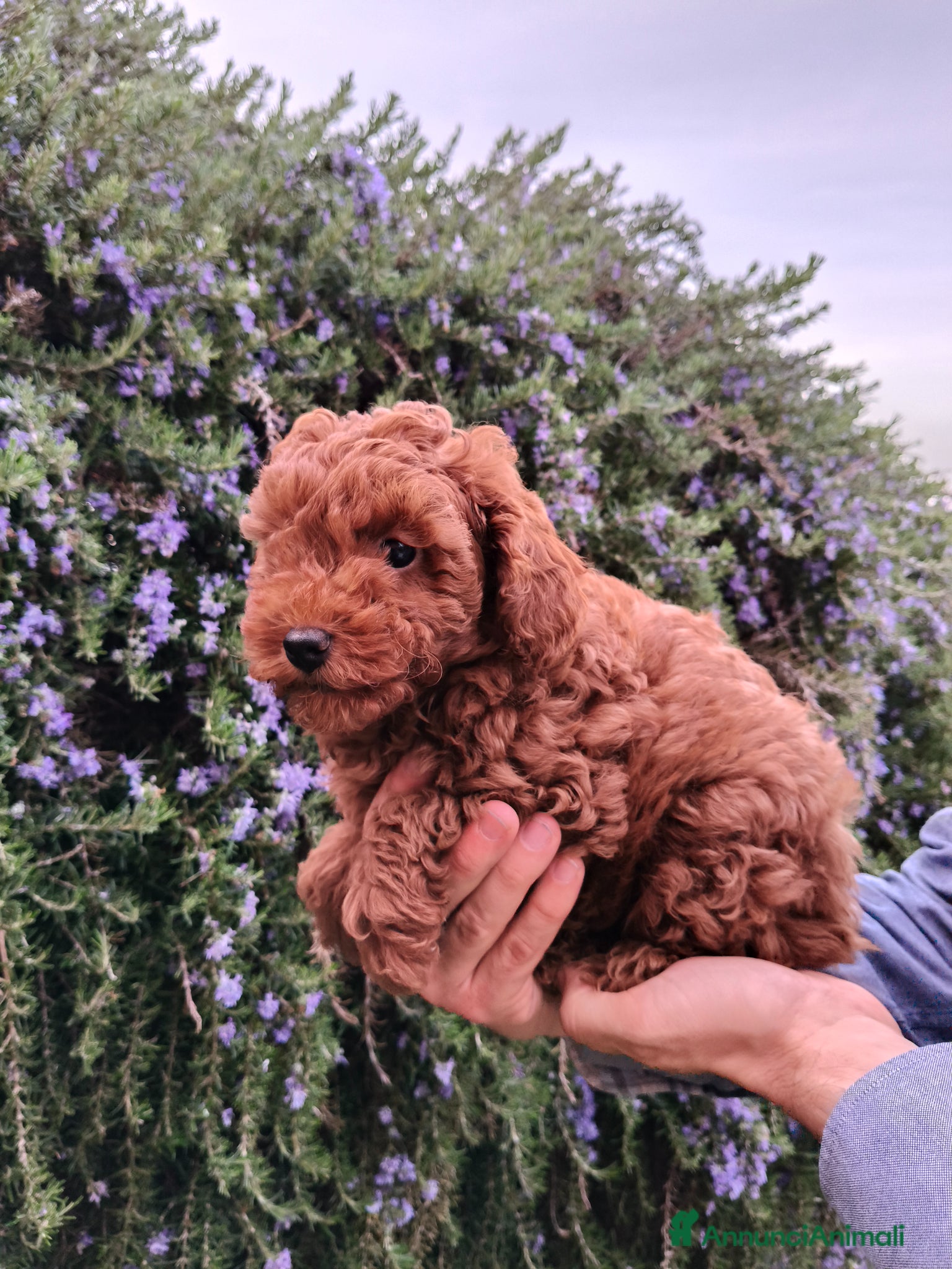 Barboncino cani Cucciolo maschio Barboncino  - Annuncio 30