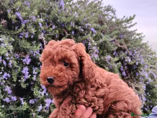 Barboncino cani Cucciolo maschio Barboncino - Annuncio 30