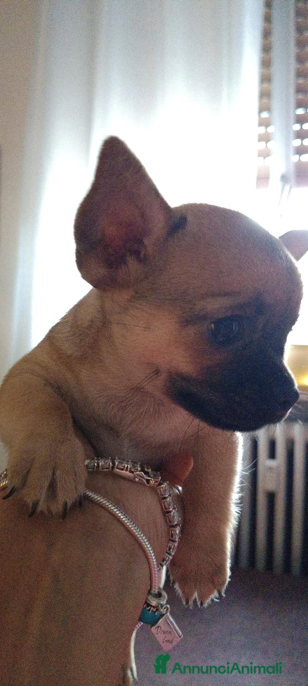 Chihuahua cani in vendita: Chihuahua - Annuncio 2