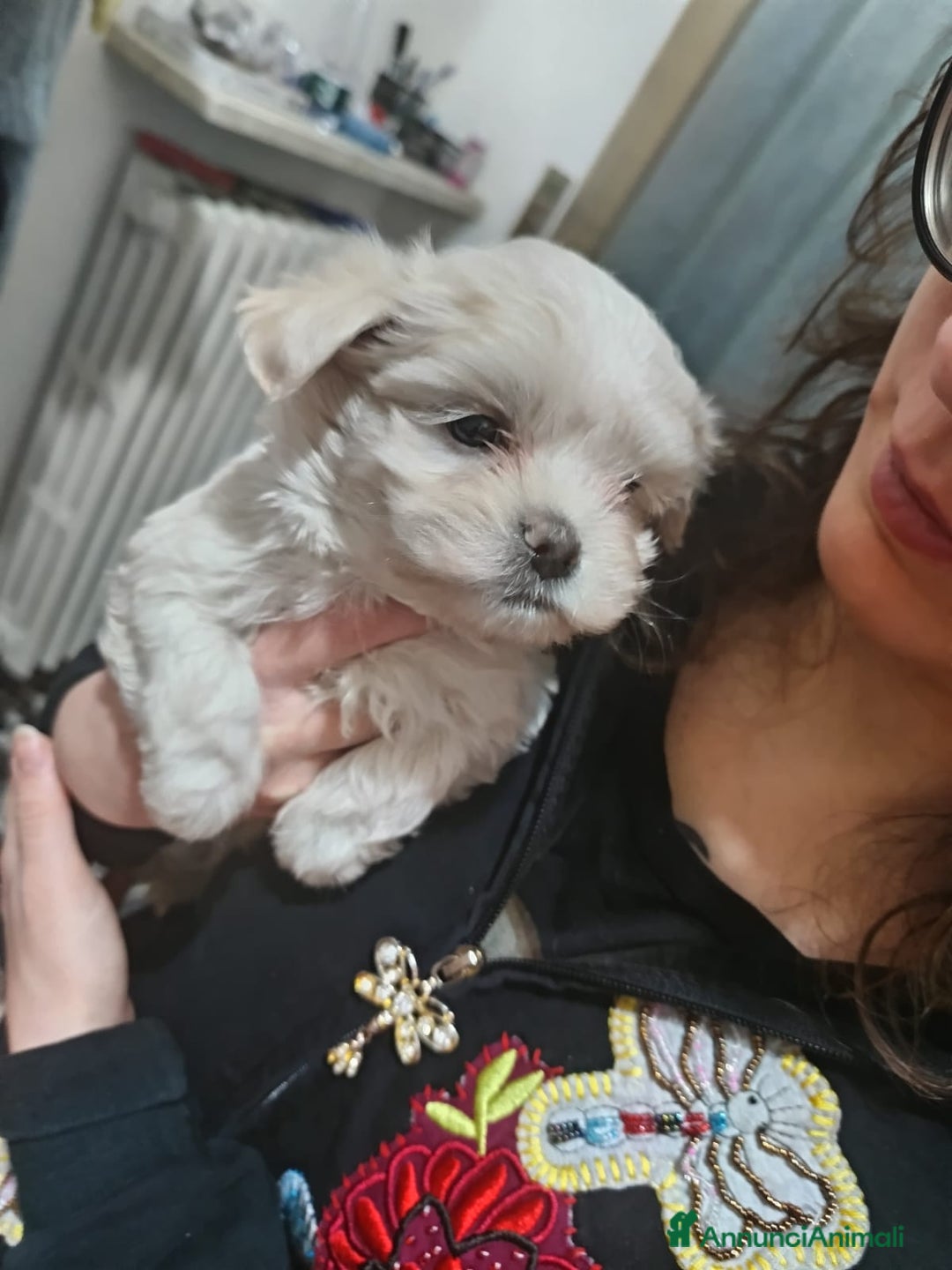 Maltese cani in vendita: Maltese cucciolo genitori con pedigree ENCI - Annuncio 3