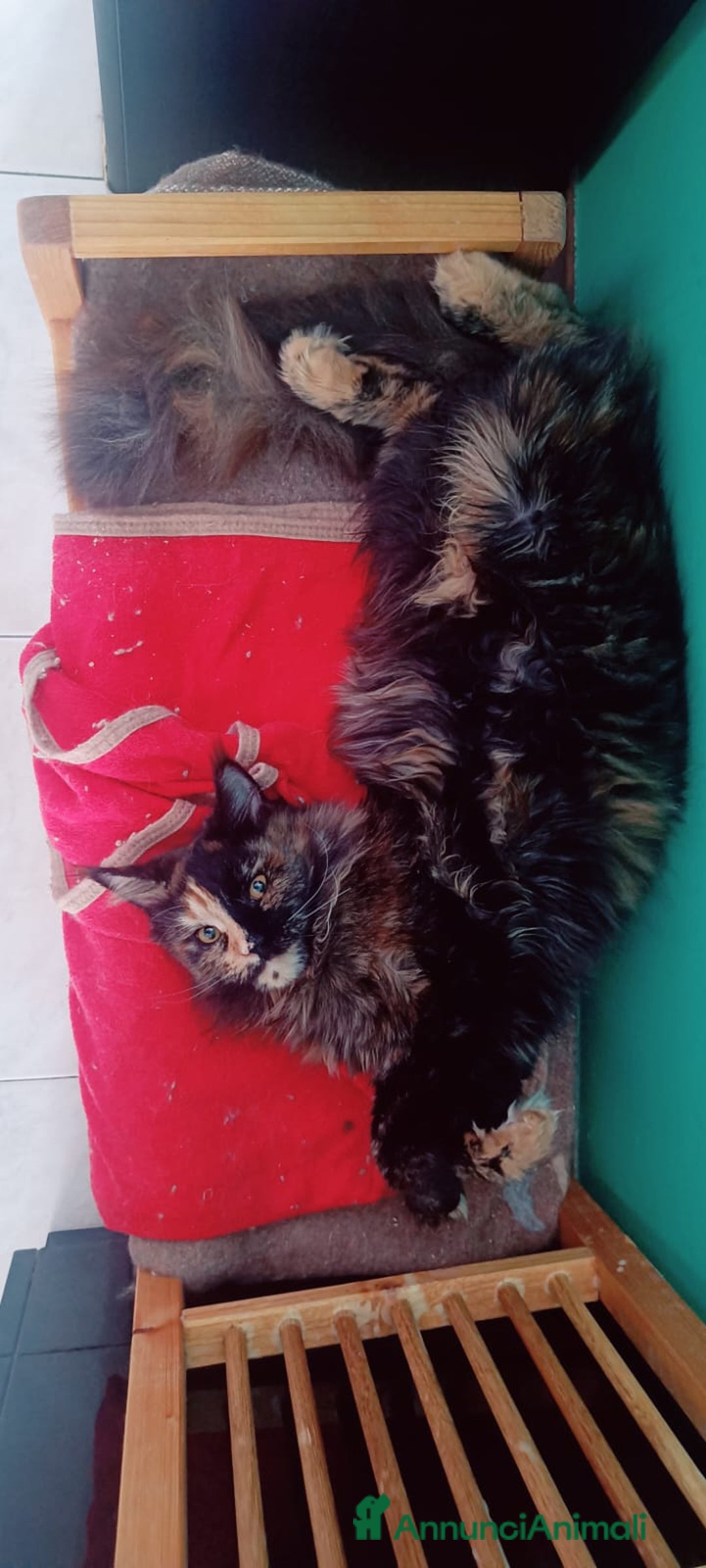 Maine Coon gatti in vendita: Cucciola Maine Coon pedigree ANFI  - Annuncio 2