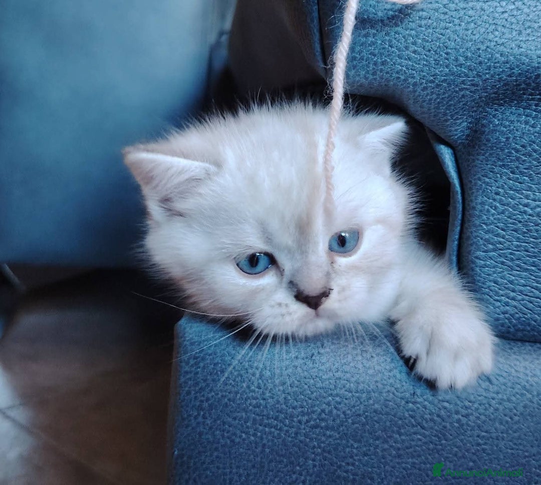 Scottish gatti in vendita: SCOTTISH FOLD E STRAIGHT CON PEDIGREE APERTO a Provincia di Bergamo - Immagine 3