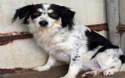 Border Collie cani in regalo: BALTO mix border collie cerca adozione! a Provincia di Latina - Annuncio 4