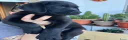 Labrador cani in vendita: Ultime femmine  - Annuncio 2