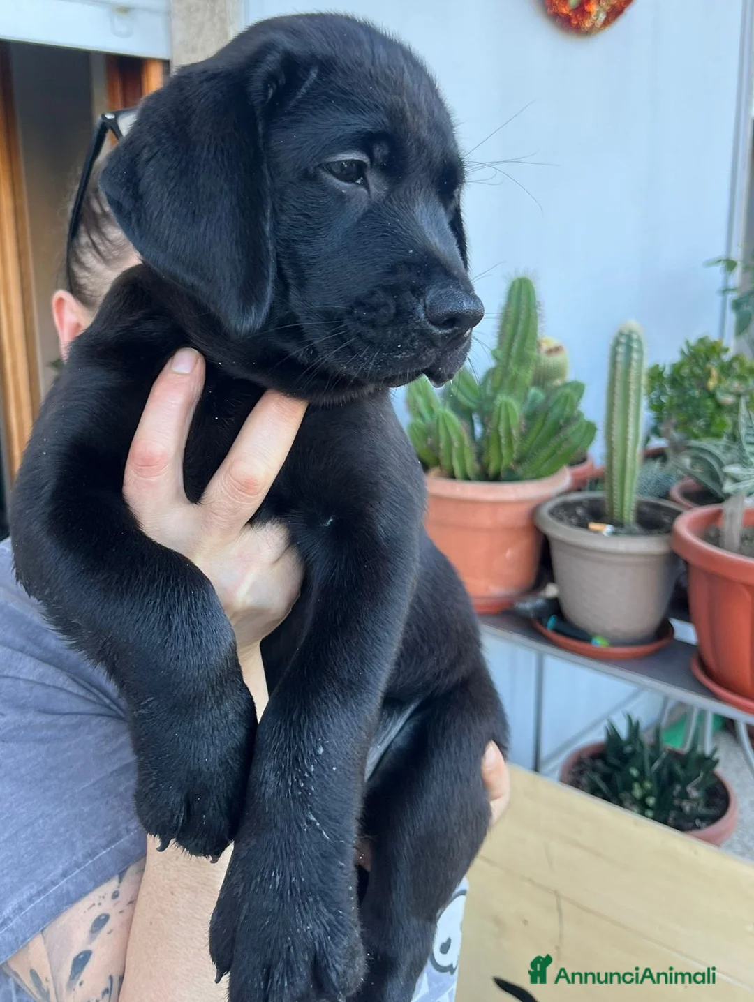 Labrador cani in vendita: Ultime femmine  - Annuncio 2