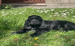 Cocker cani in vendita: cuccioli di cocker spaniel inglese - Immagine 3