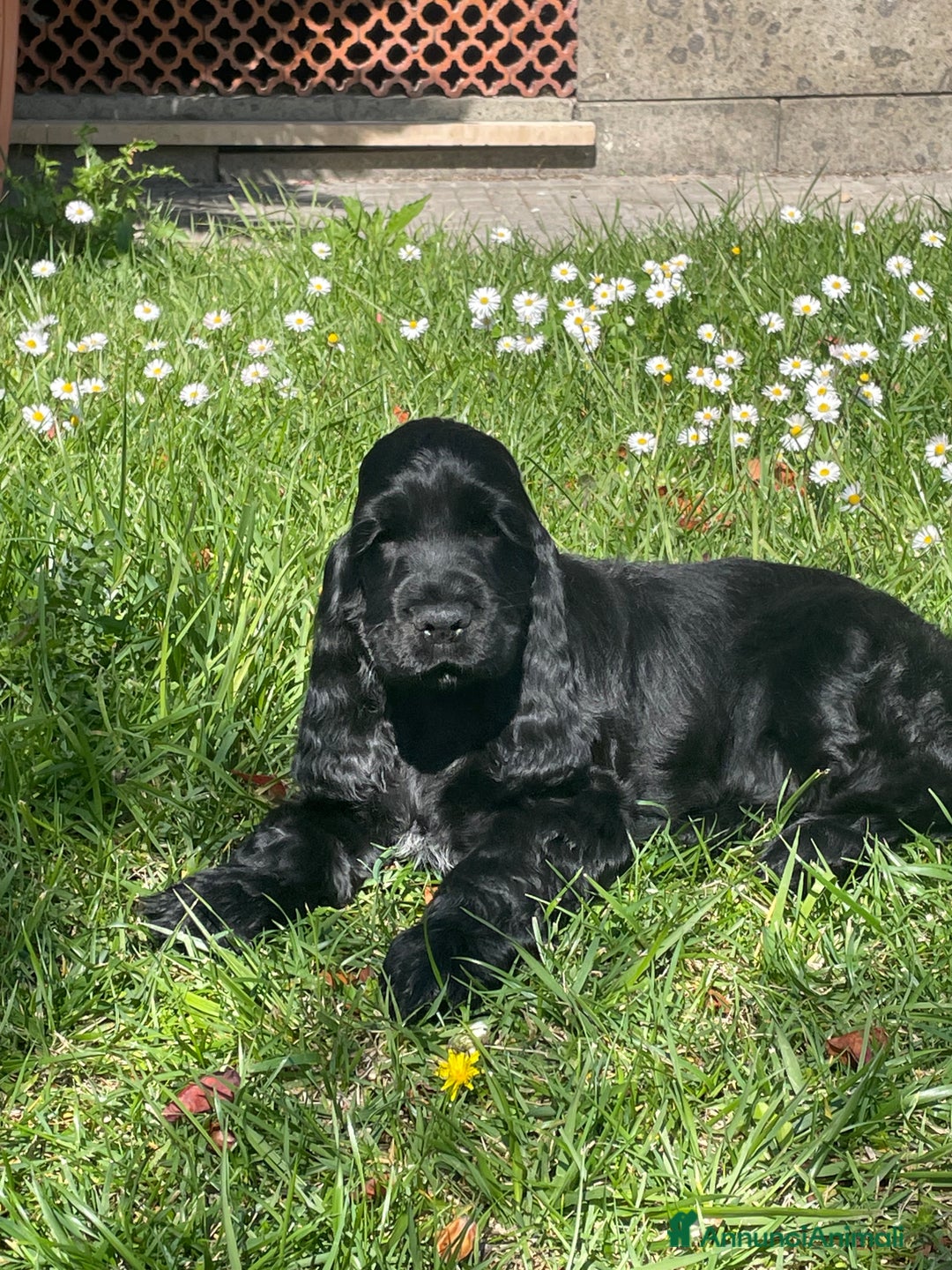 Cocker cani in vendita: cuccioli di cocker spaniel inglese - Annuncio 3