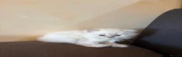 Scottish gatti in vendita: Bellissimi gattini scottish fold disponibili  - Annuncio 3