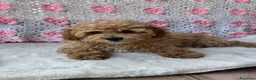 Barboncino cani in vendita: Barboncini toy albicocca e nero - Annuncio 3