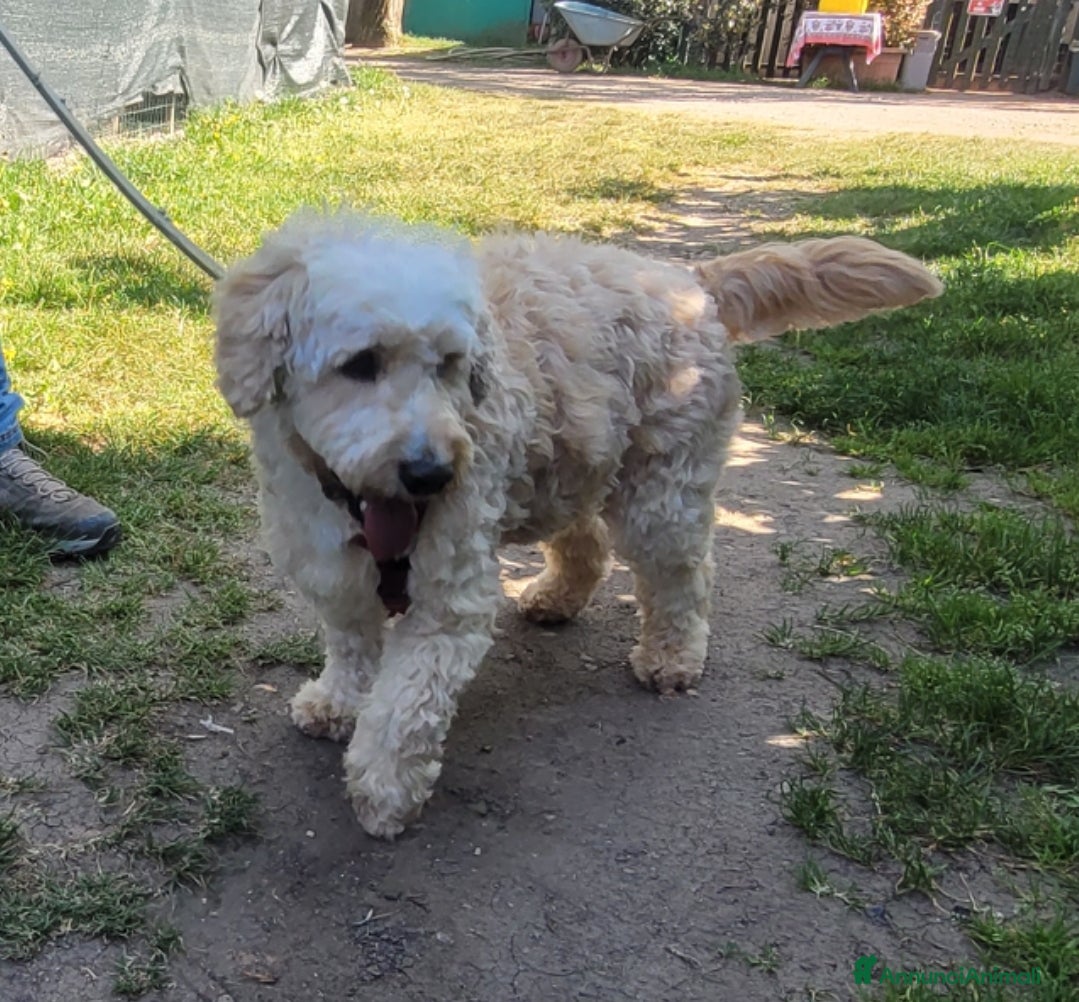 Lagotto cani Fluffy simil lagotto tutto arruffato da adottare - Annuncio 3