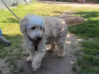 Lagotto cani Fluffy simil lagotto tutto arruffato da adottare - Annuncio 3