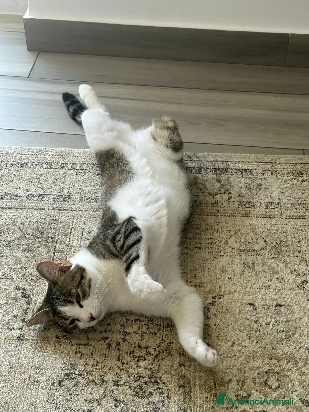 Altre razze gatti in regalo: GATTE ADULTE  - Annuncio 2