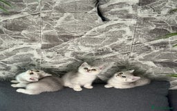 British gatti in vendita: Fantastici Gattine British-Scottish a Città Metropolitana di Firenze - Immagine 4