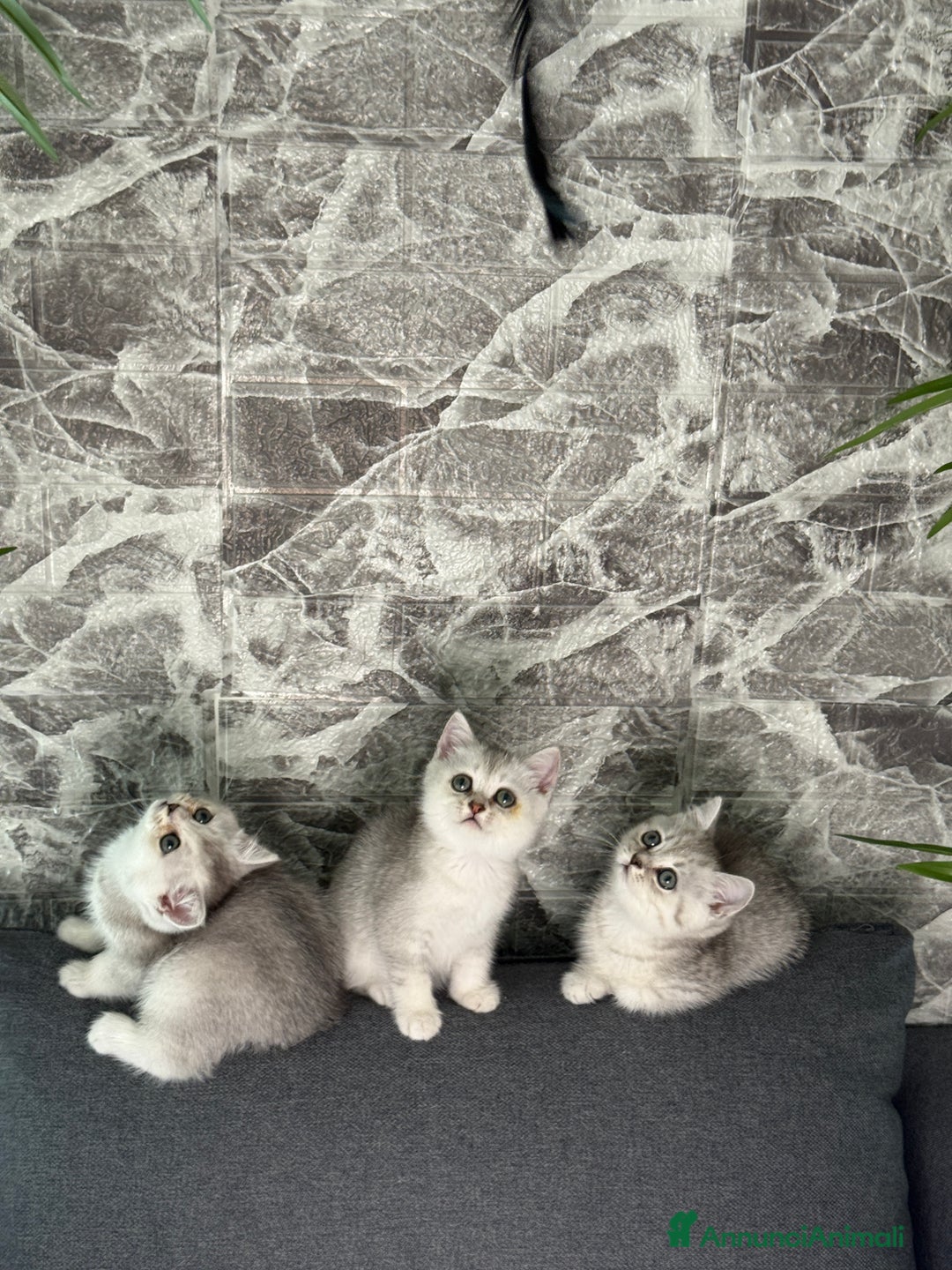 British gatti in vendita: Fantastici Gattine British-Scottish a Città Metropolitana di Firenze - Immagine 4