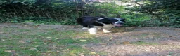 Terranova cani in regalo: Boris, Terranova in Canile  - Annuncio 12