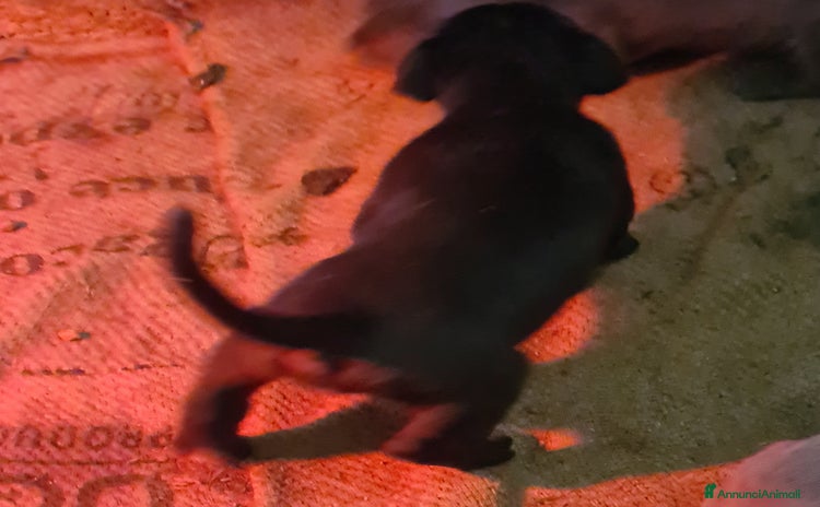 Mastino Napoletano cani a Città Metropolitana di Napoli - Annuncio 1