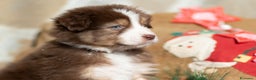Australian Shepherd cani in vendita: Cucciola femmina di Pastore australiano  - Annuncio 1
