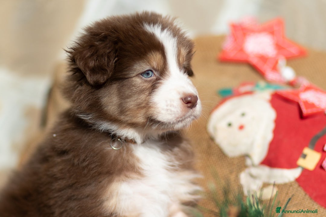 Australian Shepherd cani in vendita: Cucciola femmina di Pastore australiano  - Annuncio 1