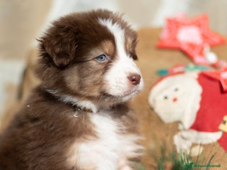 Australian Shepherd cani Cucciola femmina di Pastore australiano - Annuncio 2