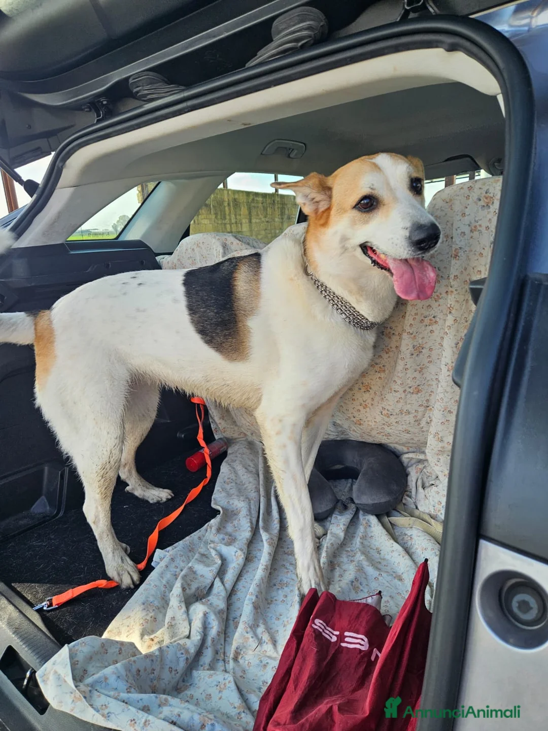 Meticcio cani in regalo: INDIA CERCA NUOVA FAMIGLIA. PIANGE DISPERATA. - Annuncio 1