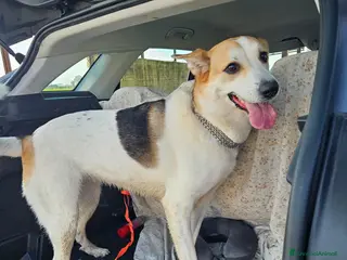 Meticcio cani INDIA CERCA NUOVA FAMIGLIA. PIANGE DISPERATA. - Annuncio 38