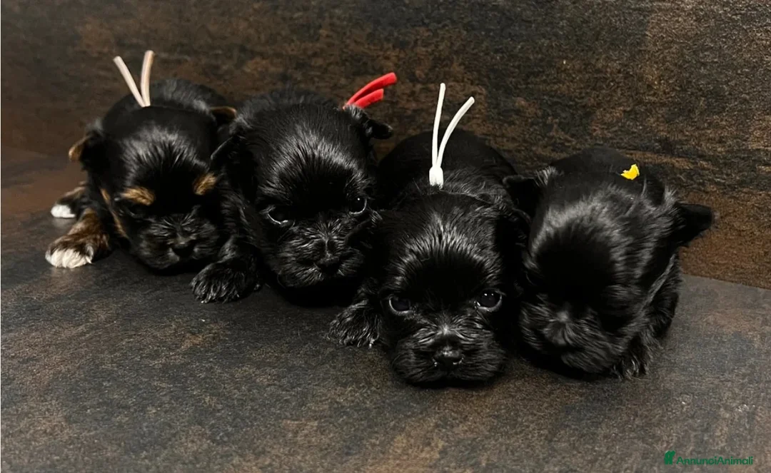 Yorkshire cani in vendita: Quattro minuscole Yorkie femmine, Ognuna unica - Annuncio 1