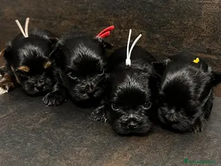 Yorkshire cani Quattro minuscole Yorkie femmine, Ognuna unica - Annuncio 11