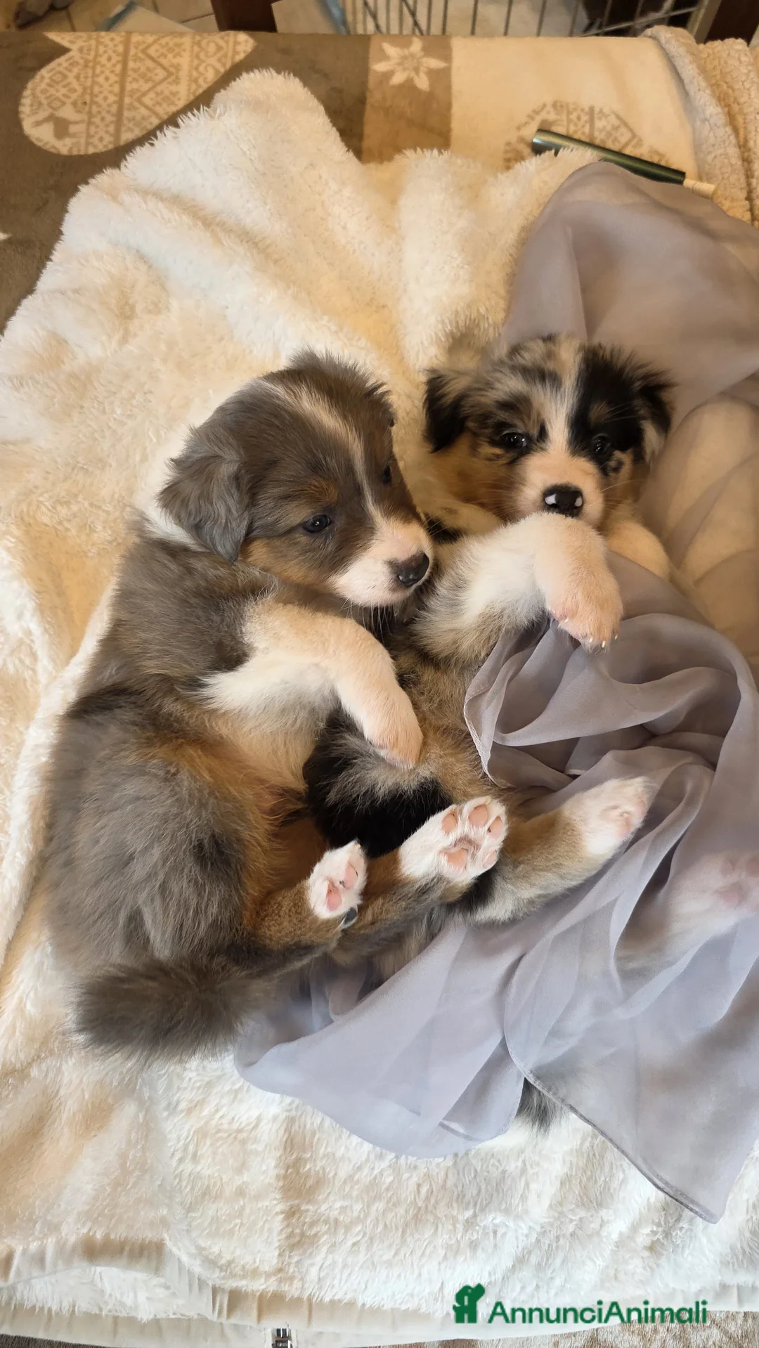 Australian Shepherd cani in vendita: Vendita cuccioli australian  shepherd  - Annuncio 16