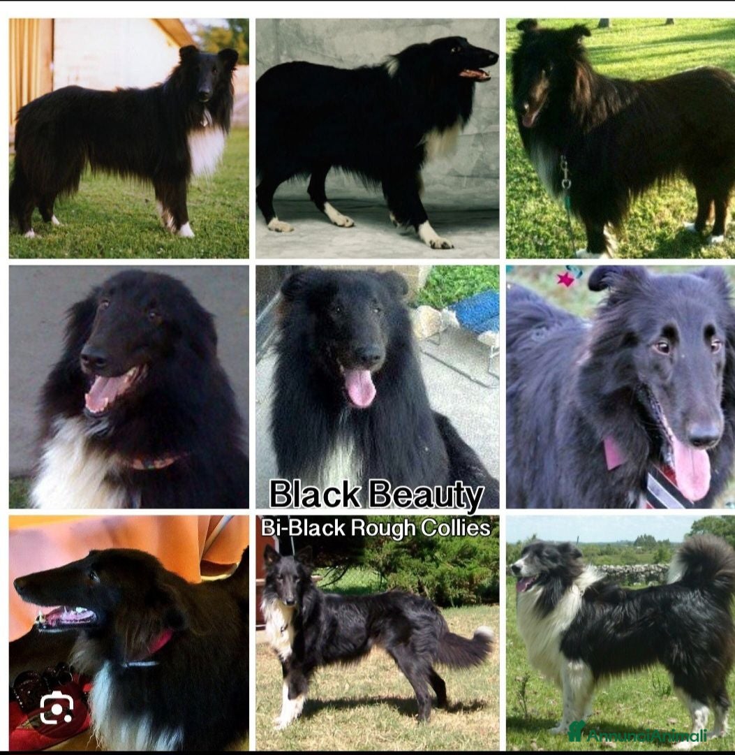 Collie cani Cuccioli purissimi pastore scozzese selezionati  - Annuncio 1